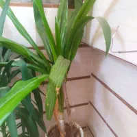 فروش گل خونگی