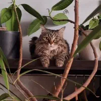 پانسیون گربه (هتل دارچین)