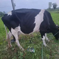 گاوهواشتاین