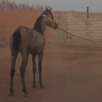 فروش و معاوضه کره اسب عرب-کرد
