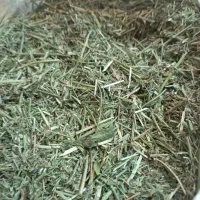 یونجه تازه برداشت شده ازبروجرد