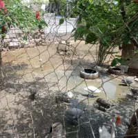 تخم شاخدار