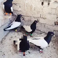 سینه سیاه نوک سفیدنر