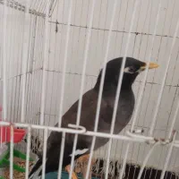 دو عدد مرغ مینا
