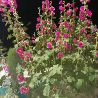 طرح رایگان پیوندک نهال  پسته ب باتخفیف ویژه