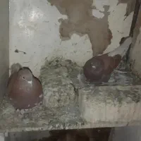 کفتر کبوتر فروش یا معاوضه