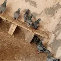 کفتر|پرنده|خواف, |دیوار
