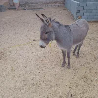 خر ماده جوان گله ای