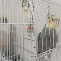 یک جفت عروس هلندی با وسایل