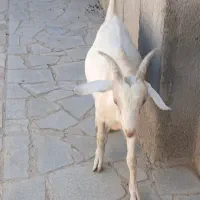 نر بز سانن