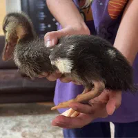 جوجه اردک دوماهه