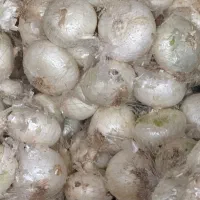 پیاز پوست کنده