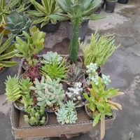 حراج گل و گیاه