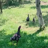 فروش خروس لاری افغان