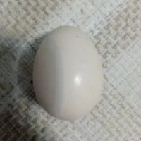 تخم لاری