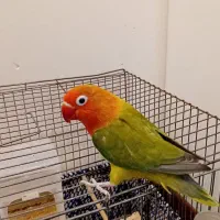 طوطی برزیلی ماده با جوجه