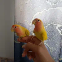 جفت طوطی برزیلی دستی صورت هلویی