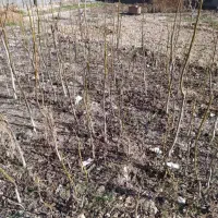 نهال گردو درجه یک