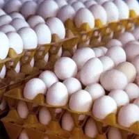 پخش عمده تخم مرغ و مواد غذایی چابهار و حومه