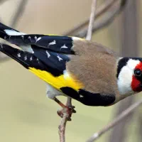 فروش دو عدد سهره سالم