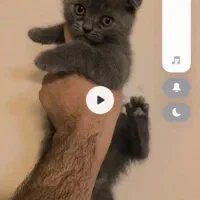 گربه اسکاتیش نر