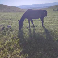 اسب|اسب و تجهیزات اسب‌سواری|فیروز, |دیوار