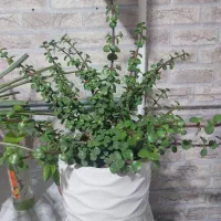 گل وگلدان سرامیکی و پلاستیکی
