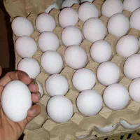 تخم مرغ مصرف قنادی