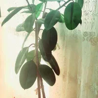 گلهای شاداب همراه گلدان