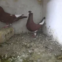 جفت مینا کرمونی‌۳۵۰۰