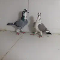نرماده پلنگ