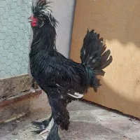 خروس سلطان