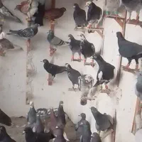 کفتر ضدخردی
