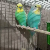 مرغ عشق رنگ خاست
