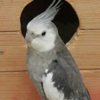 گم شده