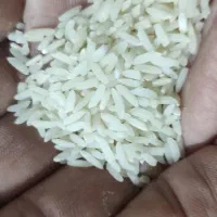 برنج محلی طارم هاشمی ا