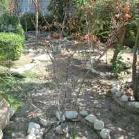 استخدام زوج سرایدار و نگهبان باغ ویلا