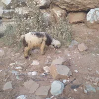 بره شیری چاق چاق