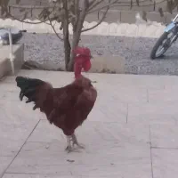 خروس نژاد گردن لخت بهترین نژاد خیلی سر حال