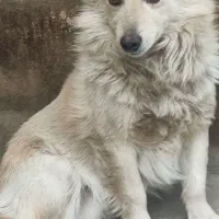 سگ پامرین روباهی نر اصیل