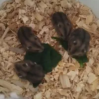 همستر ماده با چهارتا بچه ..