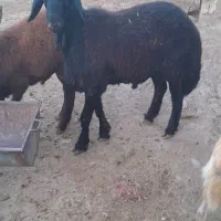 بره قوچ غره غزل افشاری اصل