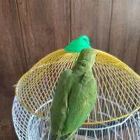 جوجه طوطی ملنگو