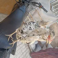 حیوانات گلی
