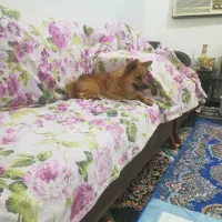 فروش سگ آشپزی پامر ملده