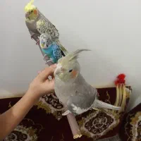 ....|پرنده|گالیکش, |دیوار