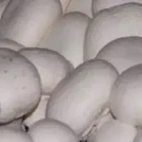 اجاره-کارخانه-قارچ
