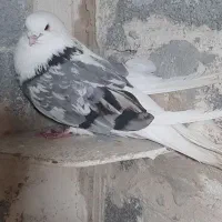 کبوتر