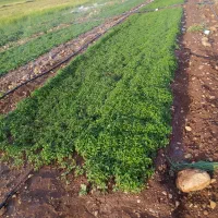 نشا  گوجه فرنگی