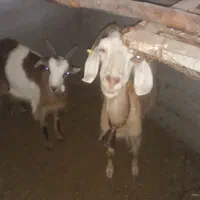 بز سانن با بزغاله